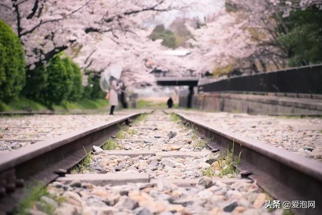 今年1月到5月 来日本看樱花全线攻略！