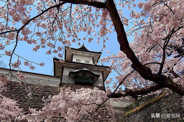 今年1月到5月 来日本看樱花全线攻略！