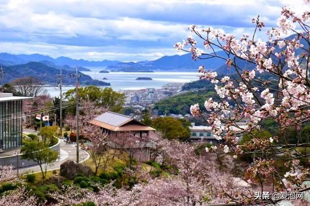 今年1月到5月 来日本看樱花全线攻略！