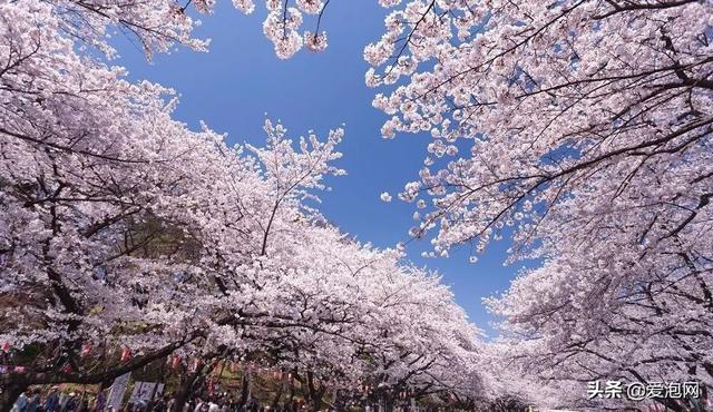 今年1月到5月 来日本看樱花全线攻略！