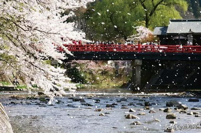 今年1月到5月 来日本看樱花全线攻略！