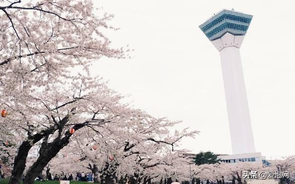 今年1月到5月 来日本看樱花全线攻略！