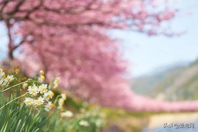 今年1月到5月 来日本看樱花全线攻略！