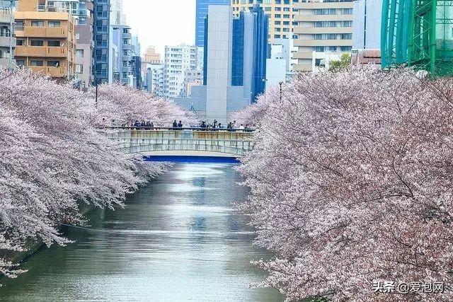 今年1月到5月 来日本看樱花全线攻略！