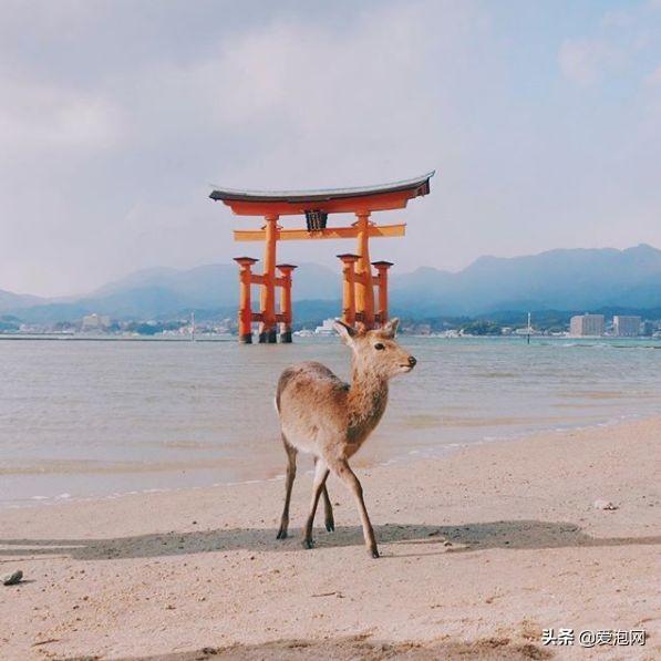 今年1月到5月 来日本看樱花全线攻略！