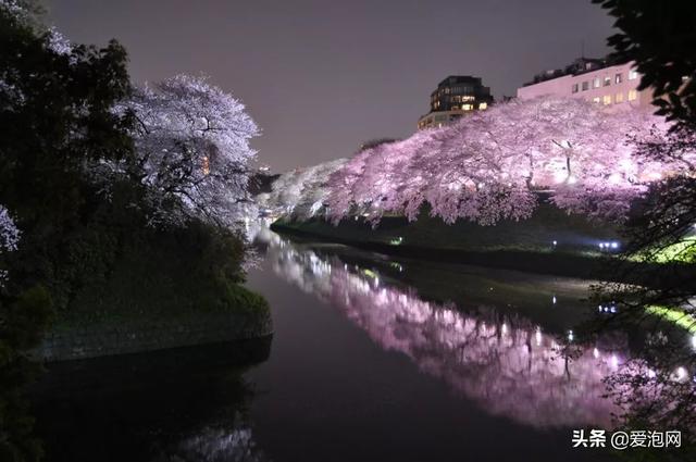 今年1月到5月 来日本看樱花全线攻略！