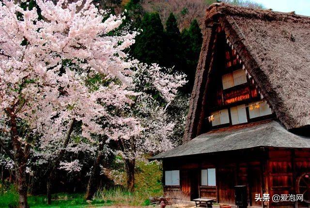 今年1月到5月 来日本看樱花全线攻略！