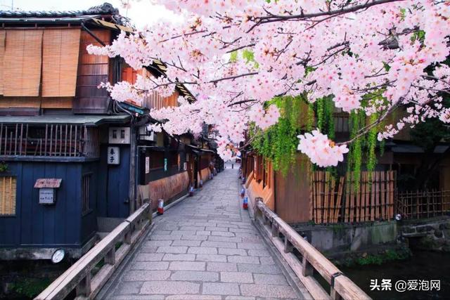 今年1月到5月 来日本看樱花全线攻略！