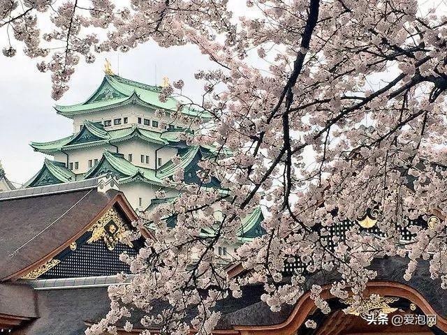 今年1月到5月 来日本看樱花全线攻略！