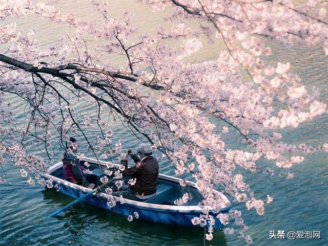 今年1月到5月 来日本看樱花全线攻略！