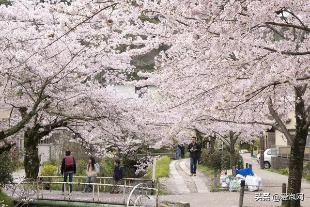 今年1月到5月 来日本看樱花全线攻略！