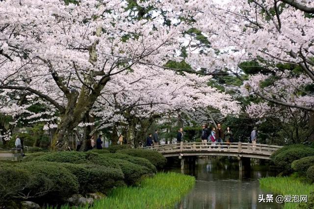 今年1月到5月 来日本看樱花全线攻略！