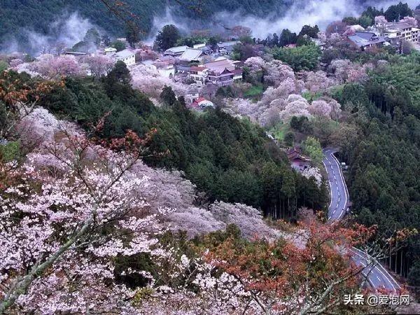 今年1月到5月 来日本看樱花全线攻略！