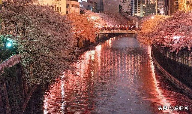 今年1月到5月 来日本看樱花全线攻略！