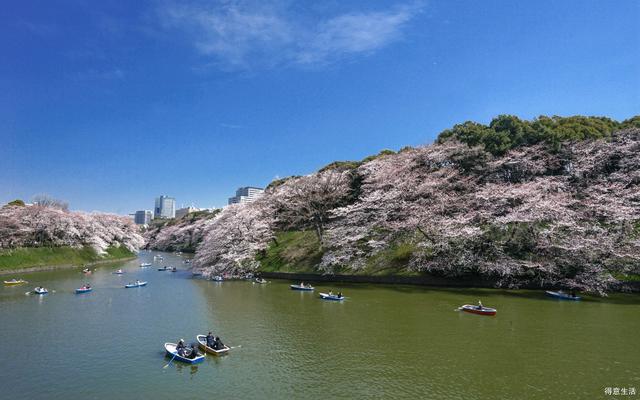 2019日本樱花第一波官方预测新鲜发布，按照它来定行程吧！