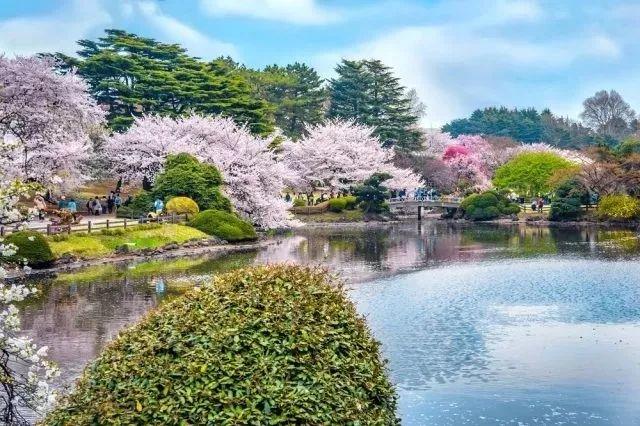 如约在花见︱一年只等这一期，去感受日本的浪漫樱花情怀！