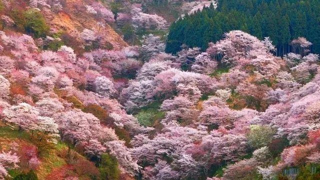 如约在花见︱一年只等这一期，去感受日本的浪漫樱花情怀！