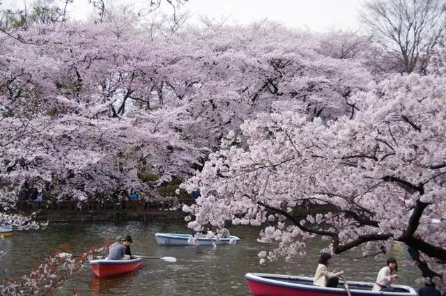 2019年日本“最想居住的街道”排行榜出炉，吉祥寺不是第一？